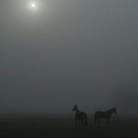 Paarden in mistig weiland met doorbrekende zon van Karin in't Hout