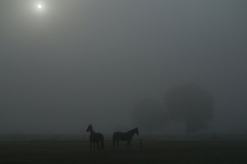 Paarden in mistig weiland met doorbrekende zon van Karin in't Hout
