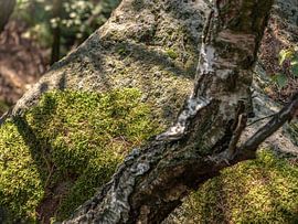 Kohlberg, Suisse saxonne - Terrasse rocheuse avec mousse