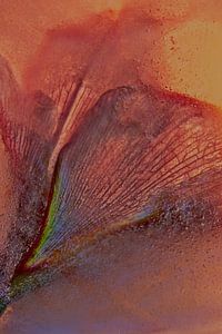 Abstracted Amaryllis