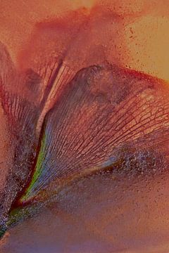 Amaryllis abstrait sur Leo Luijten