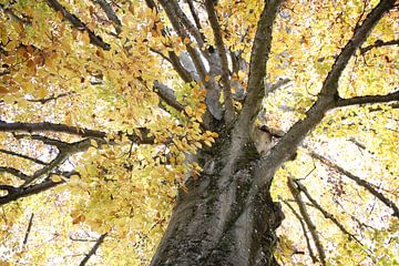 Blick nach Oben im Herbst am Baum im Kurpark von Martin Flechsig