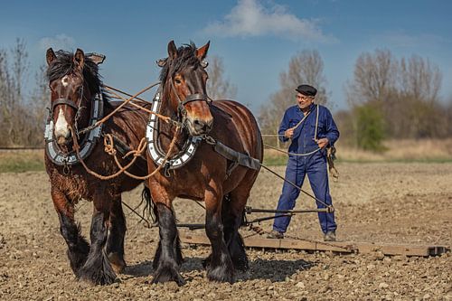 Boer met trekpaarden in Zeeland