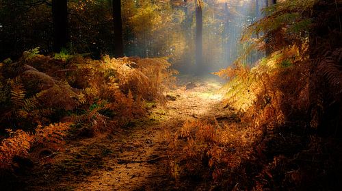 Een prachtig herfst bos met zonneharpen die de varens een gouden gloed geven
