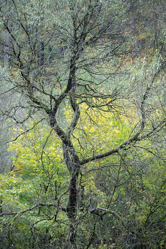 Or de la forêt sur Christoph Klimt
