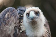 Bird of Prey von Vincent van den Hurk Miniaturansicht