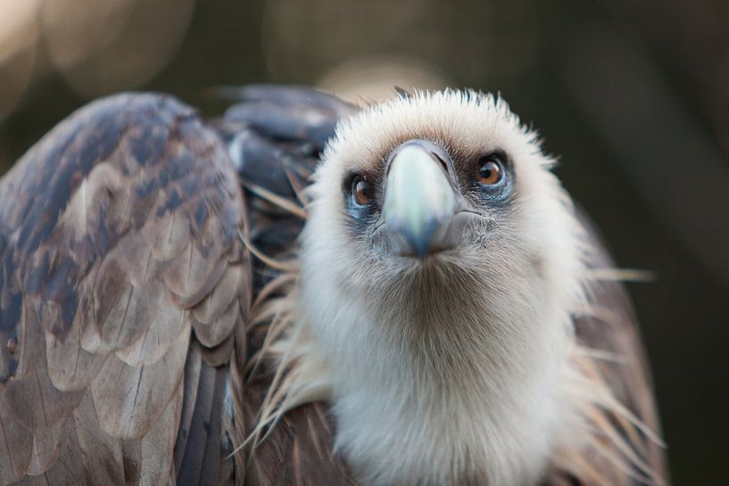 Bird of Prey von Vincent van den Hurk