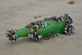 Green bottle with shells on beach by My Footprints