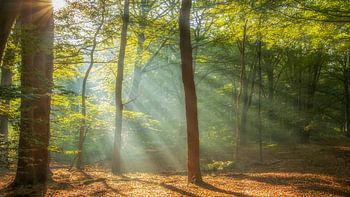 Sonnenstrahlen im Wald.