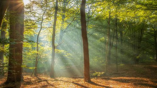 Zonnestralen in het bos.