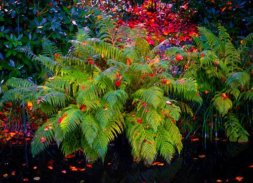 Ferns on the colourful waterfront by tim eshuis