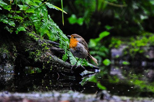 Robin on a branch