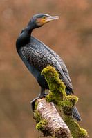 beautiful Cormorant.