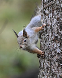 Face to face with a squirrel (Sciurus vulgaris) by Rini Kools