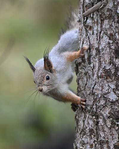Face to face with a squirrel (Sciurus vulgaris)