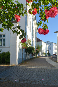 Rosa Hochstammrosen am Circus in Putbus auf Rügen