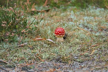 Delicate witrode paddenstoel, op de bosbodem. van Martin Köbsch