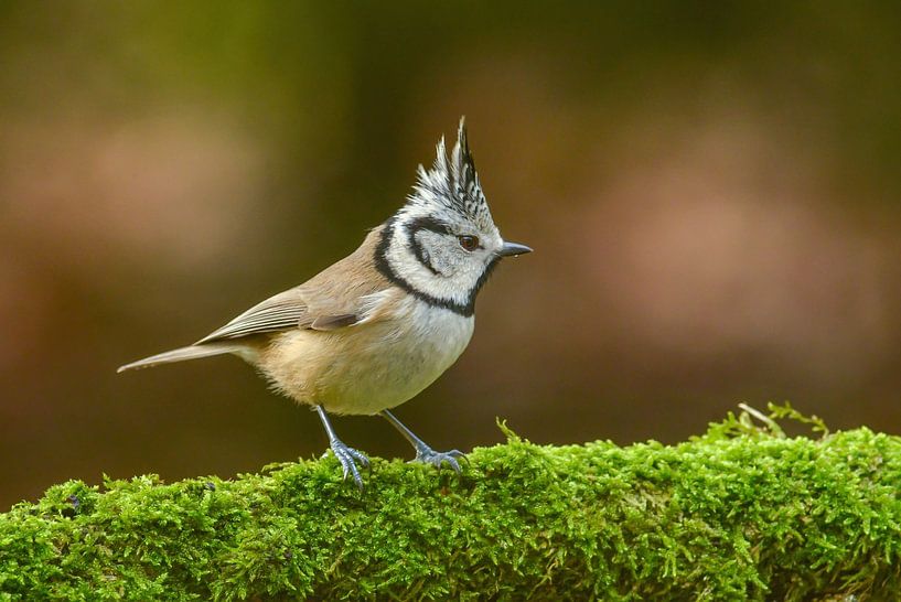 Crested tit by Harry Punter
