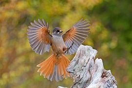 Unglückshäher im Flug (Perisoreus infaustus)