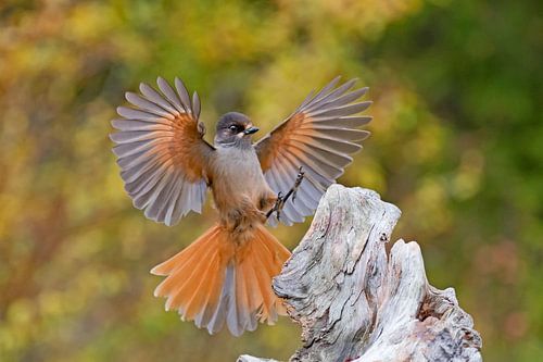Unglückshäher im Flug (Perisoreus infaustus)