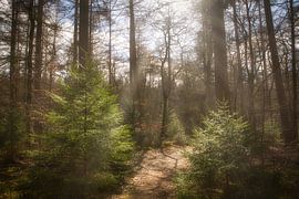 Exloo Forestry by Alexander van der Molen