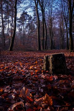 De eenzame boomstronk by Jan Diepeveen