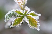 Natuur met een suikerrandje