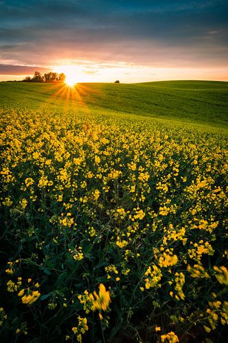 Rapsfeld im Sonnenuntergang