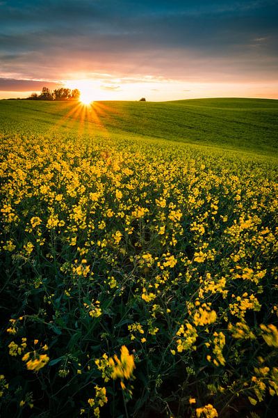 Rape field in the sunset by Martin Wasilewski