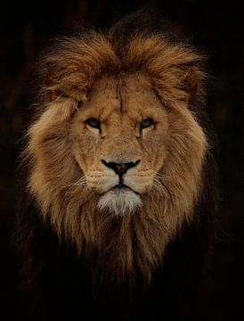 Leo by Frank Smedts