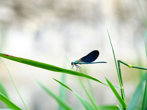 Beautiful demoiselle
