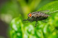 Dambord-vlieg op groen blad