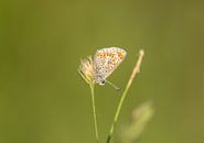 Schmetterling von Tania Perneel Miniaturansicht