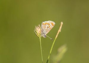 papillon sur Tania Perneel