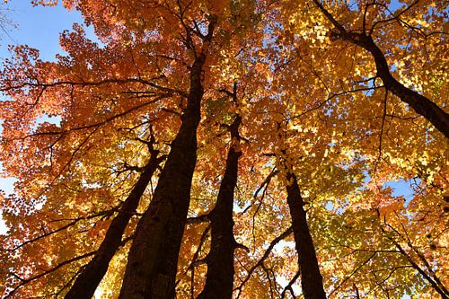Een esdoornbos in de herfst