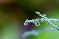 Waterdrops van Ursula Di Chito thumbnail