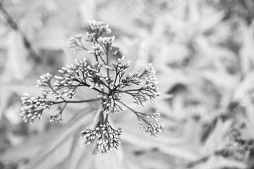 Black and white photograph of a flower by Crystal Clear