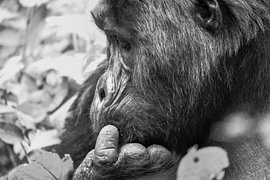 Gros plan d'un gorille en noir et blanc, en pensée, Ouganda