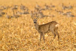Rehwild bei der Herbstfütterung in einem Feld