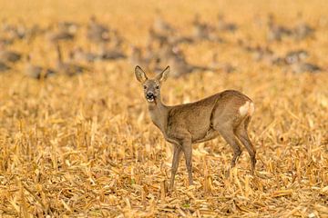 Chevreuil se nourrissant dans un champ en automne sur Sjoerd van der Wal Photographie