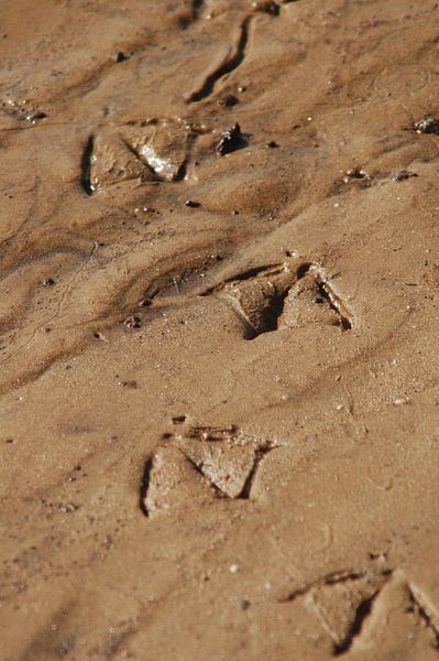 stapje voor stapje by vanetty onderstal