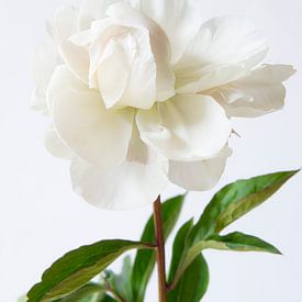 White peony on white background by Marion Moerland