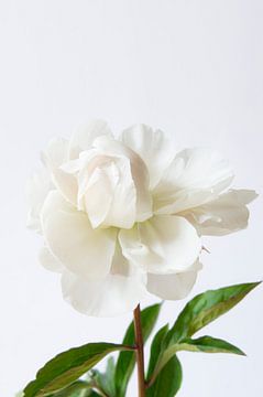 White peony on white background by Marion Moerland