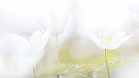 bloeiende bosanemonen van Marieke de Boer thumbnail