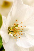 bloem