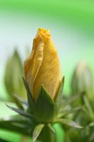 Yellow Hibiscus