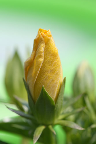 Gele Hibiscus