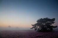 Heidelandschap met mist van Evelyne Renske thumbnail