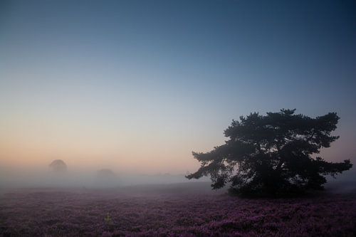 Paysage de bruyère avec brouillard