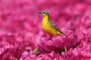 Gele Kwikstaart (Motacilla flava) in bloemenzee van Beschermingswerk voor aan uw muur